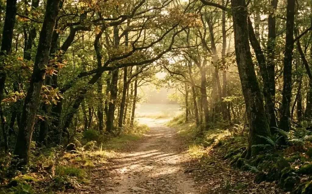 écouter la Parole de Dieu, chemin forestier baigné de lumière menant vers une clairière