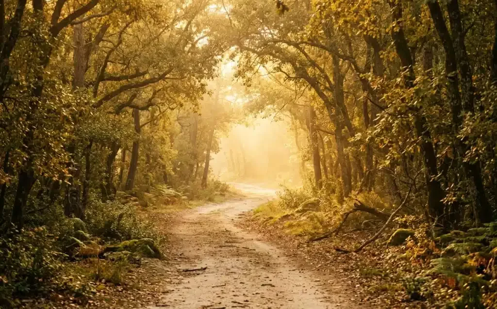 chemin forestier baigné de lumière, retour à Dieu après le matérialisme
