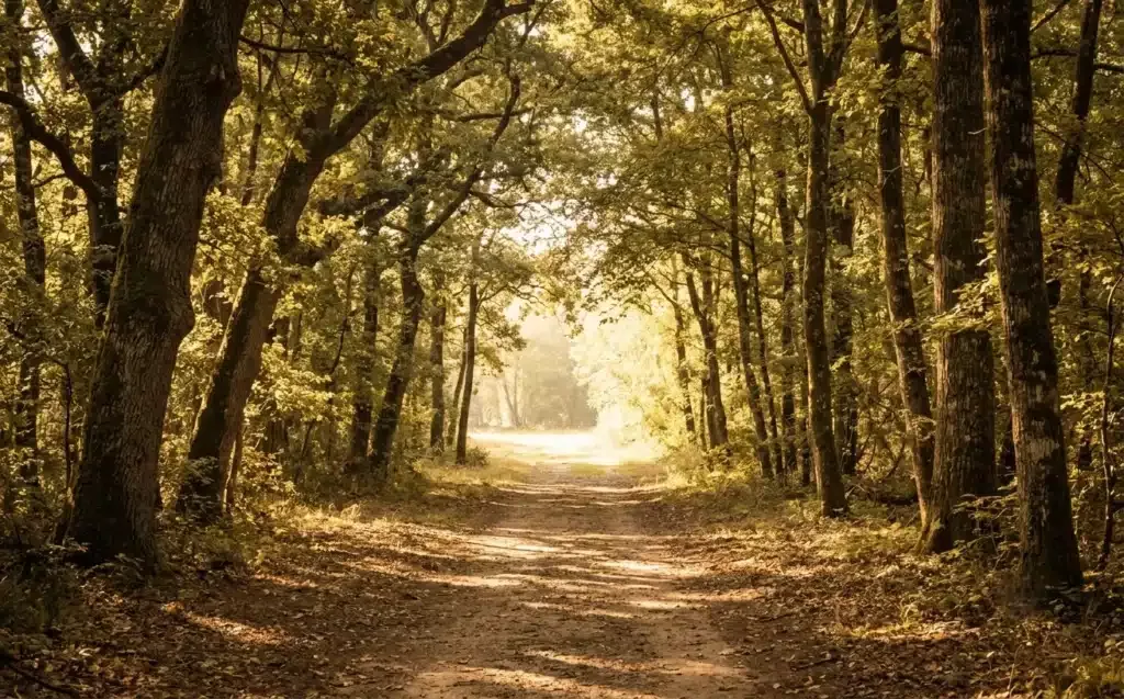 solitude sacrée, chemin forestier baigné de lumière dorée au petit matin