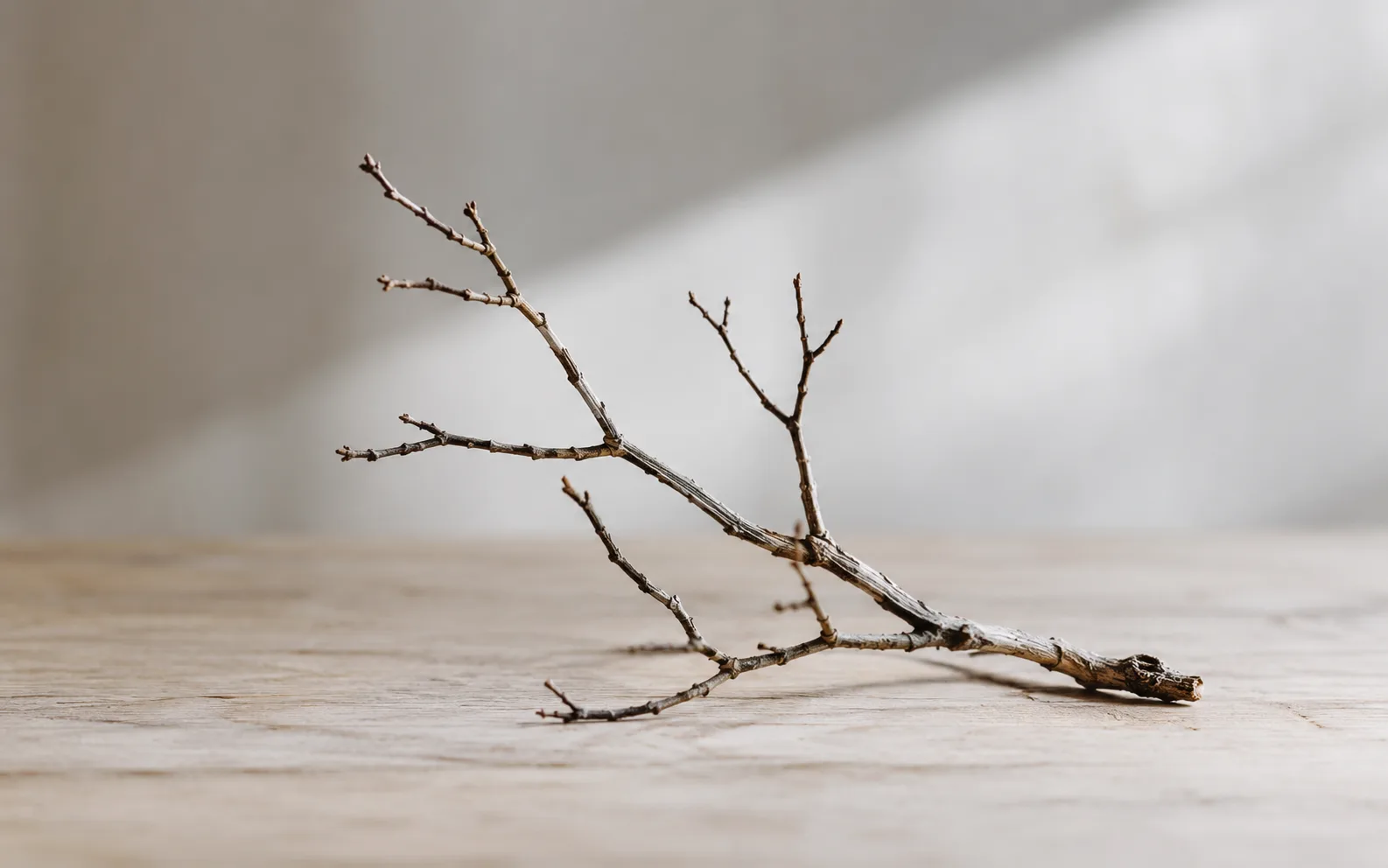 Branche d'arbre sèche et nue posée sur une table de bois clair, symbole du deuil d'une vie qu'on avait imaginée